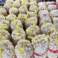 Fresh pure white garlic 5.5 cm